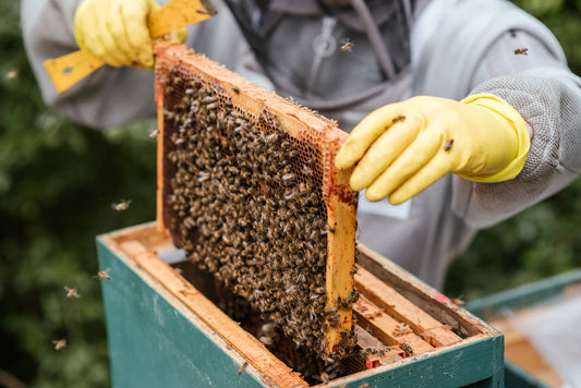 About our Bees