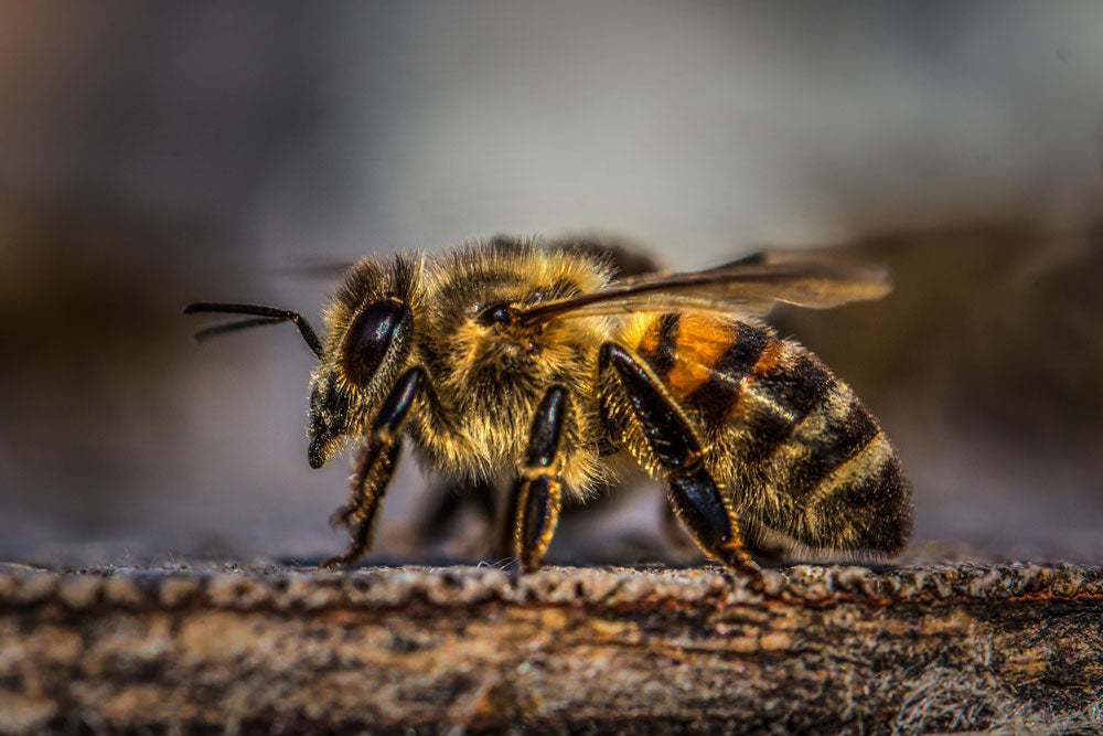 Queen Bees